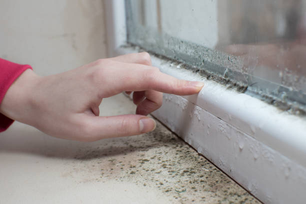 Best Airborne Mold Testing  in Union City, OH